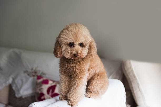 istock Cute Teddy Dog Resting on the Sofa 2206205174