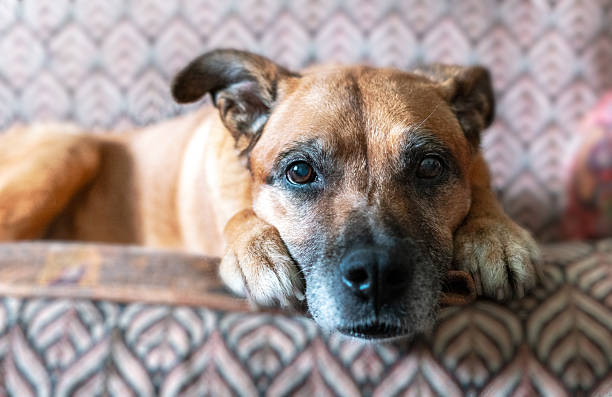 Relaxed senior mixed breed ginger dog lying on patterned sofa, displaying calm and content expression. Close-up portrait highlights the dog's serene demeanor and gentle gaze