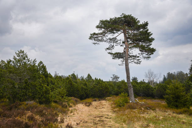 Nationalpark Schwarzwald, Black Forest National Park in Baden-Württemberg