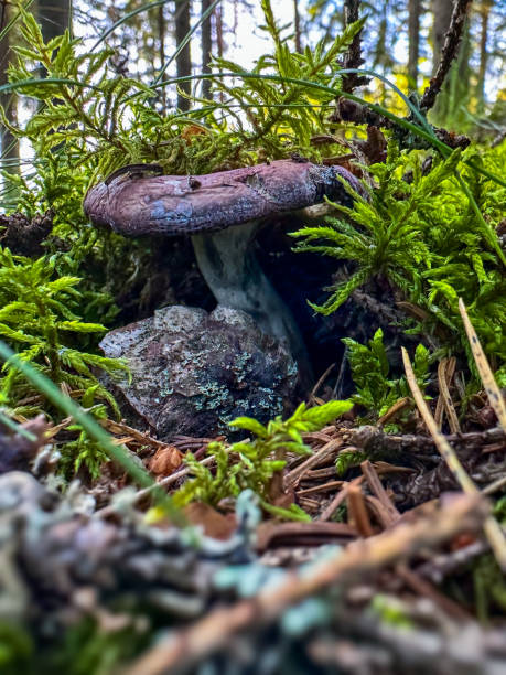 istock The Mushroom Forest wallpaper background 2206206324