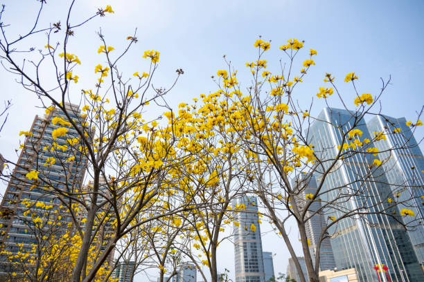 Commercial buildings under clear skies and roadside trees