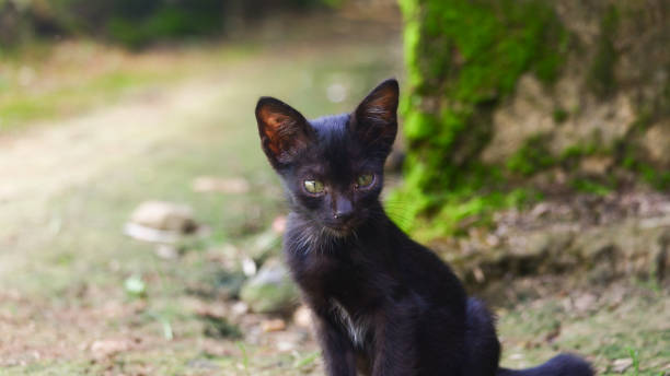 istock domestic cats playing outdoors 2206208101