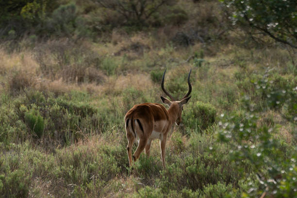 Male Impala in a South African Game Reserve.  It is crossing a dirt road.