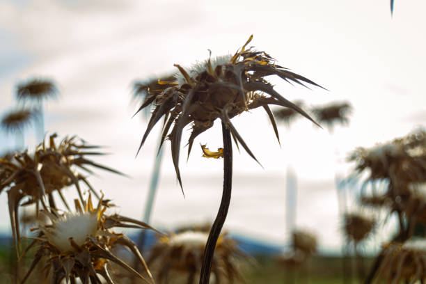 Dried thistle flower in nature with sky background. Silybum marianum