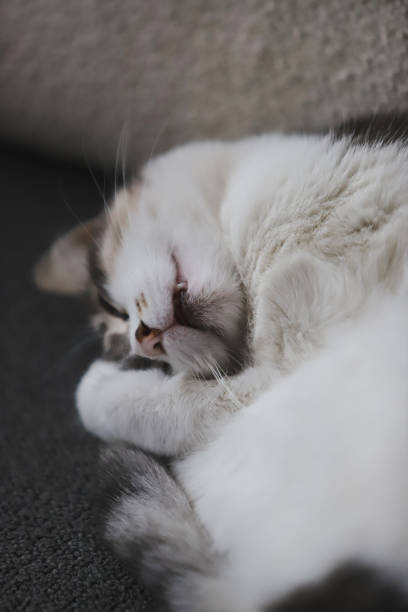 istock Close-up of a Relaxed White and Gray Cat Sleeping 2206208987