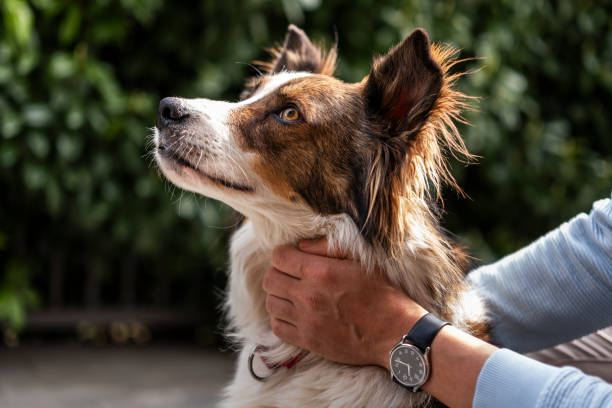 istock Happy Border Collie with owner outdoors 2206209247