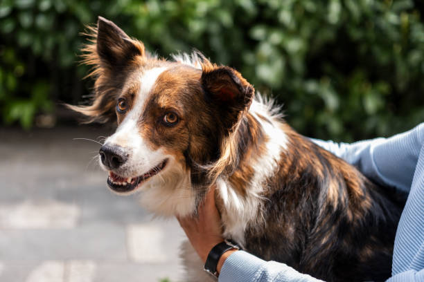 istock Happy Border Collie with owner outdoors 2206209365