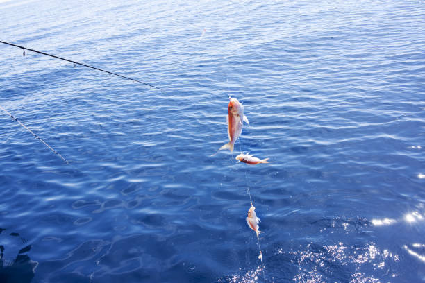 Fishermen in the Bosphorus threw their fishing rods into the sea. Horse mackerel is the most commonly caught fish species. Üsküdar coast is very suitable for those who have a fishing hobby.
