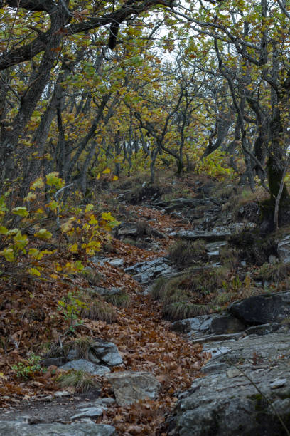 istock Path in the yellow forest in the mountains in the mountains Mashuk 2206212312