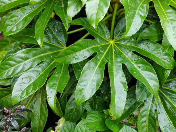 istock Fatsia japonica 2206212617