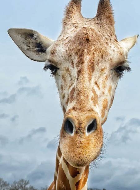 istock Close-Up of a Reticulated Giraffe on a Cloudy Day 2206215533