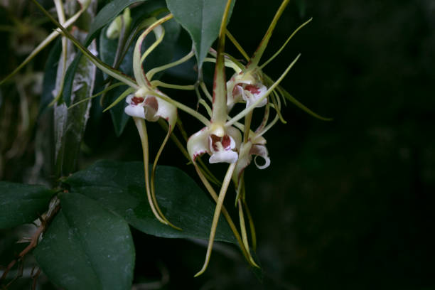istock Orchid-Dendrobium tetragonum var. giganteum 2206215734