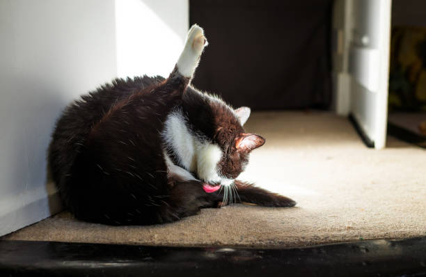 A black and white pet cat licks itself clean at home.