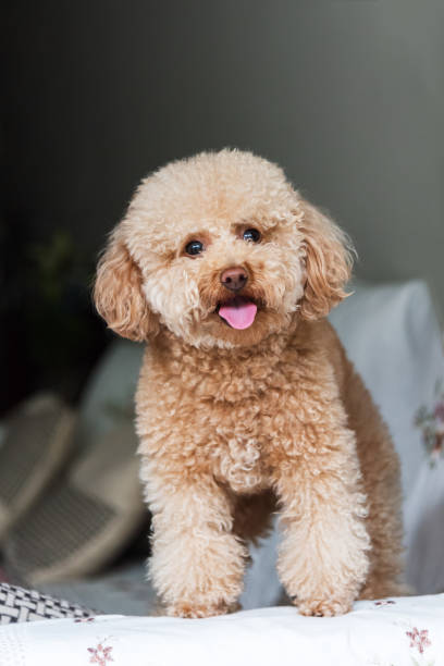 istock Cute Teddy Dog Resting on the Sofa 2206216067