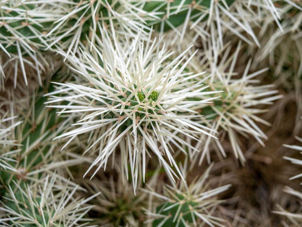 istock Close-up of cactus spines, suitable as a background image. 2206216190
