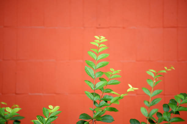 A serene image featuring vibrant green plant leaves against a bold orange wall, creating a striking contrast. Perfect for interior design or botanical themes.