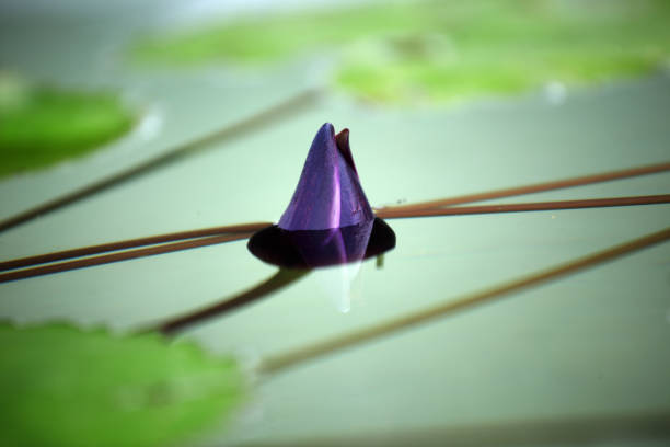 A stunning purple flower rising above the calm water surface, showcasing vibrant colors and delicate petals. Perfect for nature-themed projects and serene visuals.