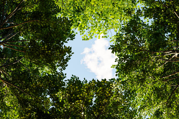 istock Lush Green Tree Canopy with Sky View and Sunlight, Nature Background - 3D Illustration 2206217973