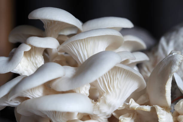 istock Fresh Organic White Mushrooms Close Up with Natural Textures 2206218084