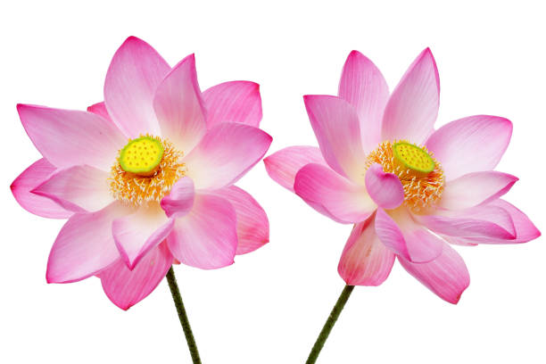istock Two Beautiful Pink Lotus Flowers with Yellow Centers on White Background 2206218094