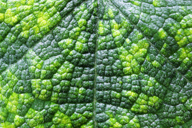 istock Close-Up View of Textured Green Leaf with Unique Patterns and Details 2206218143