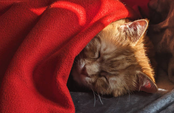 ginger tabby cat sleeping peacefully with its head tucked under a soft, red blanket. The cat's eyes are closed, and its face is partially hidden by the blanket, suggesting a deep and comfortable sleep. The red blanket provides a cozy and warm setting for the cat's nap. The image captures a moment of feline comfort and tranquility.