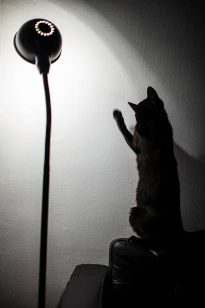 istock Cat Playing with Light on the Wall Next to a Modern Lamp 2206218725