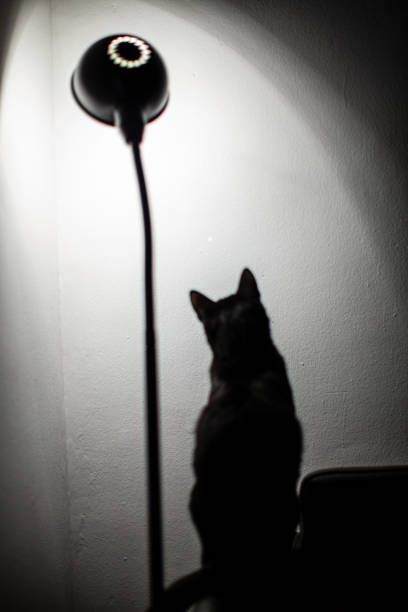 istock Black Cat Silhouette by a Bright Wall with Modern Simple Lighting 2206218728