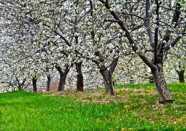 Cherry Trees in Bloom in Orchard Near Ellison Bay, Wisconsin, USA