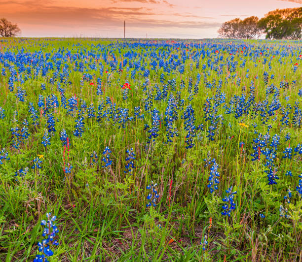 istock Sunset Over Field Full of Blue Bonnets In Washington County 2206220922