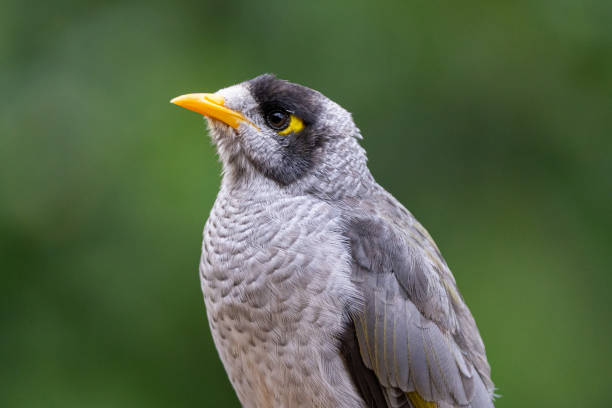 istock A Noisy Miner (Manorina melanocephala) perched with a blurred green forest backdrop, showcasing its grey plumage and striking yellow accents 2206223288