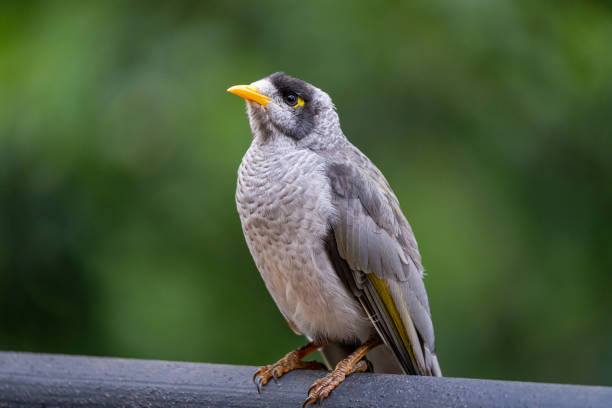 istock A Noisy Miner (Manorina melanocephala) perched with a blurred green forest backdrop, showcasing its grey plumage and striking yellow accents 2206223292
