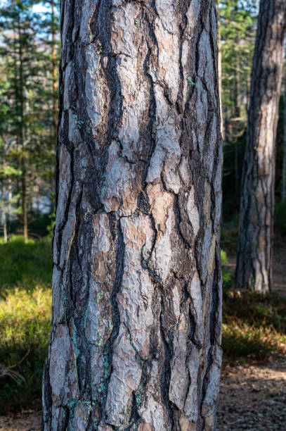 istock Close up of pine bark Motala Sweden 2206223490