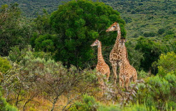 Reticulated Giraffe in a South African Game Reserve. A herd of giraffe crossing the South African Veldt.