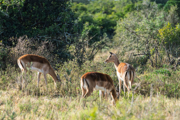 istock Female Impala in a South African Game Reserve. 2206224159