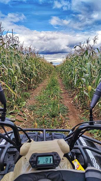 istock Riding Through the Cornfield on an ATV 2206224399