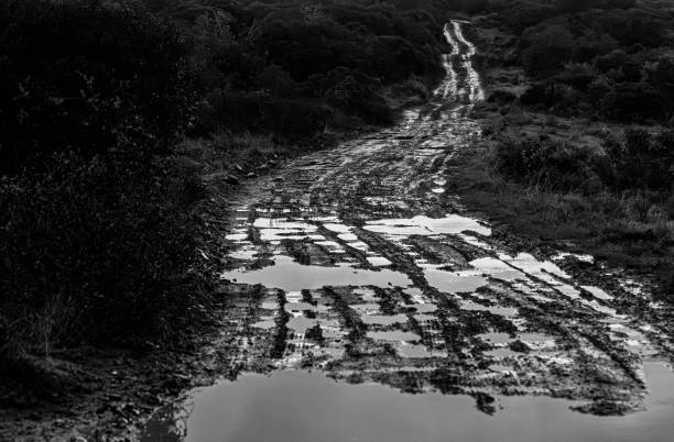 Dirt road in a South African Game Reserve.