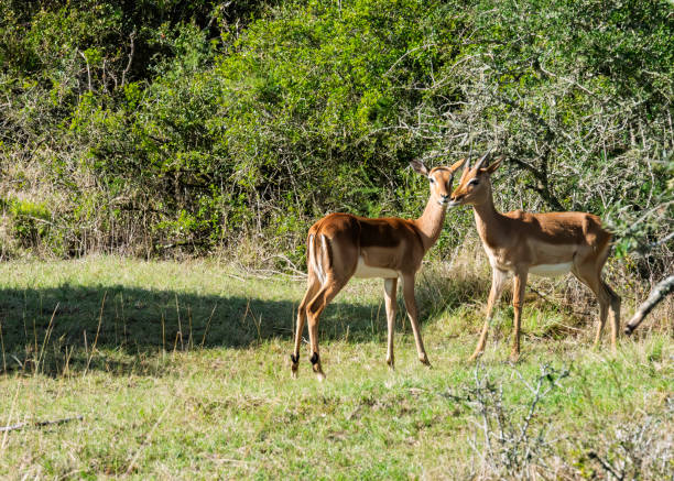 istock Female Impala in a South African Game Reserve. 2206224497