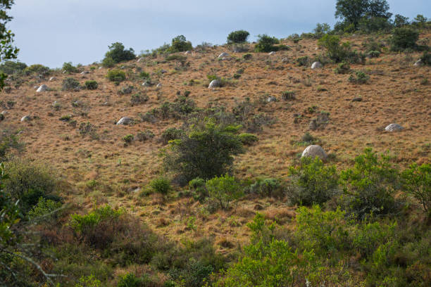Termite mounds in a South African Game Reserve.