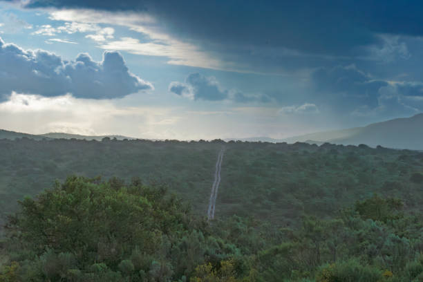 Dirt road in a South African Game Reserve.