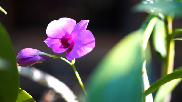 istock Beautiful orchid flower farm. 2206226680