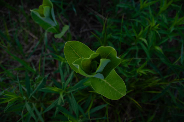 A sharp close-up of green Milkweed leaves in natural light, illustrating growth and freshness. Ideal for topics around ecology, plant biology, and a refreshing natural aesthetic, symbolizing renewal and vitality.