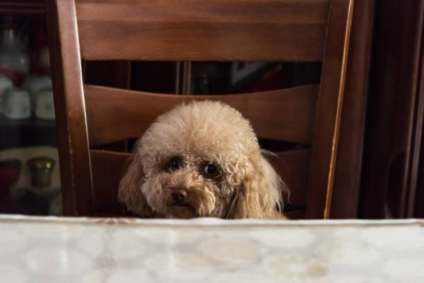Cute Teddy Dog on Chair