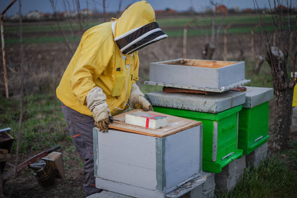 A beekeeper in beekeeping clothes works in an apiary