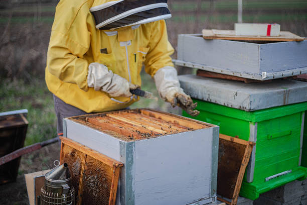 istock A beekeeper in beekeeping clothes works in an apiary 2206227726