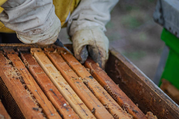istock A beekeeper in beekeeping clothes works in an apiary 2206227734