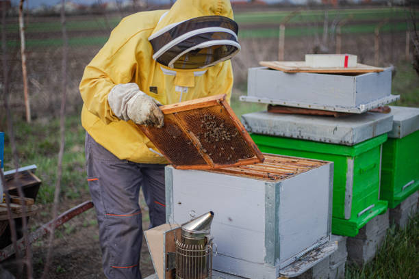 istock A beekeeper in beekeeping clothes works in an apiary 2206227755
