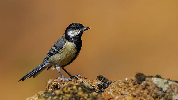 istock great tit bird on the rock 2206228309