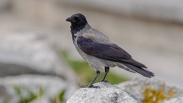 istock Hooded Crow bird on the rock 2206228365