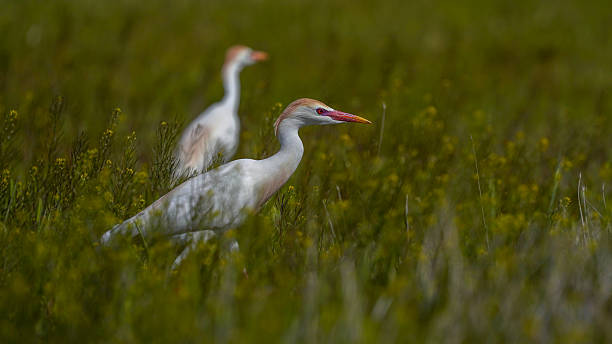 istock Western Cattle Egret bird on the field 2206228534